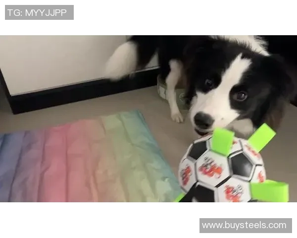 狗狗如何为你推荐最受欢迎的足球明星和他们的精彩瞬间